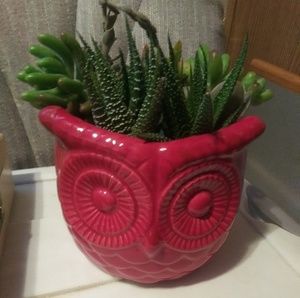 Large red owl planter and succulent$